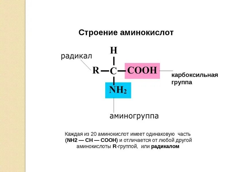 Строение карбоксильной группы. Строение аминокислот биология. Строение аминокислот. Строение всех аминокислот. Строение аминогруппы.