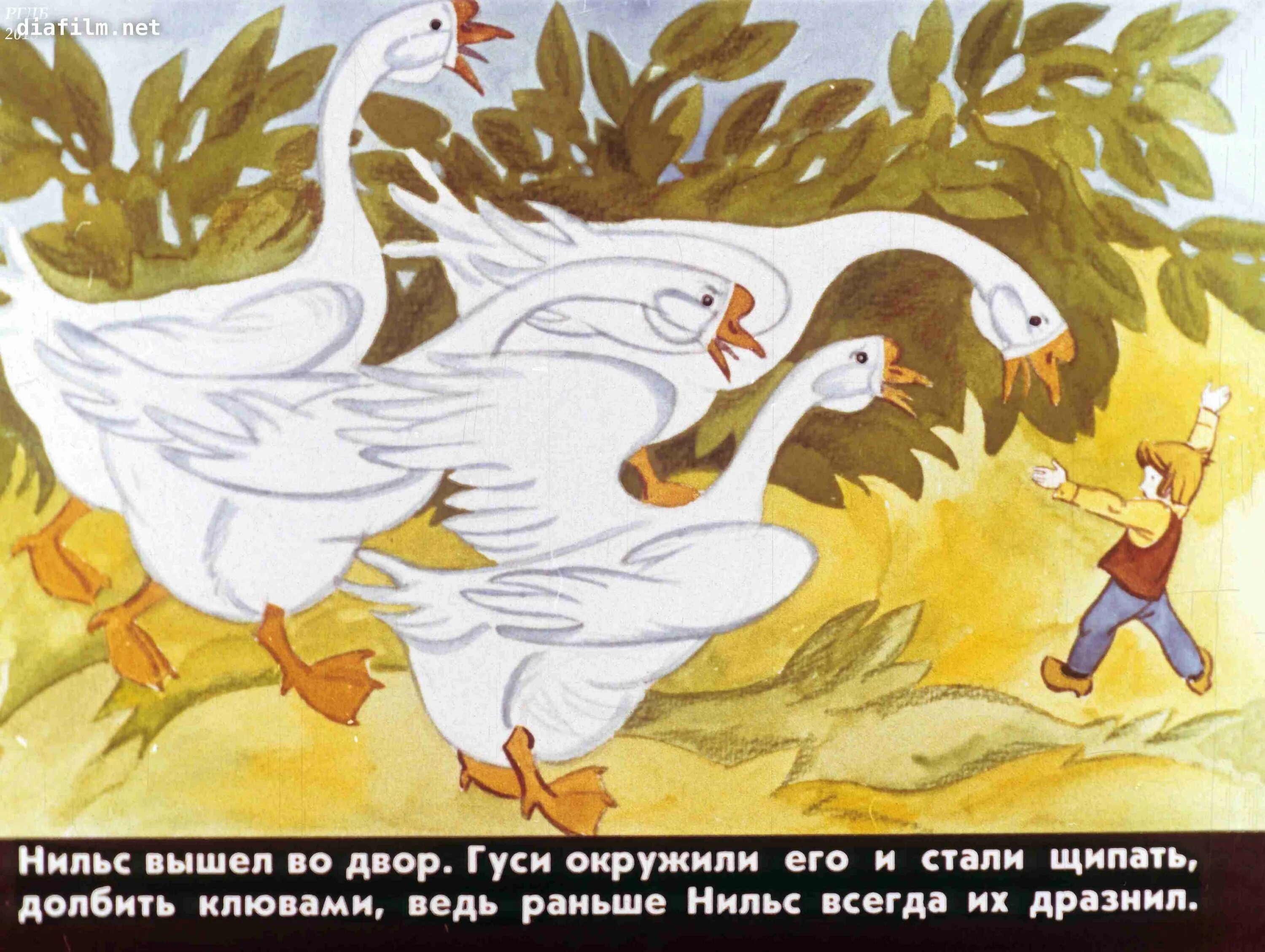 Гуси в лапландии