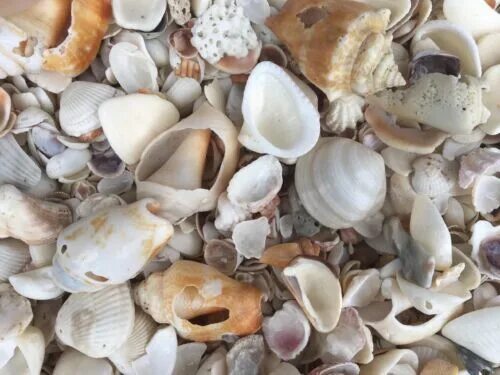 Broken shells