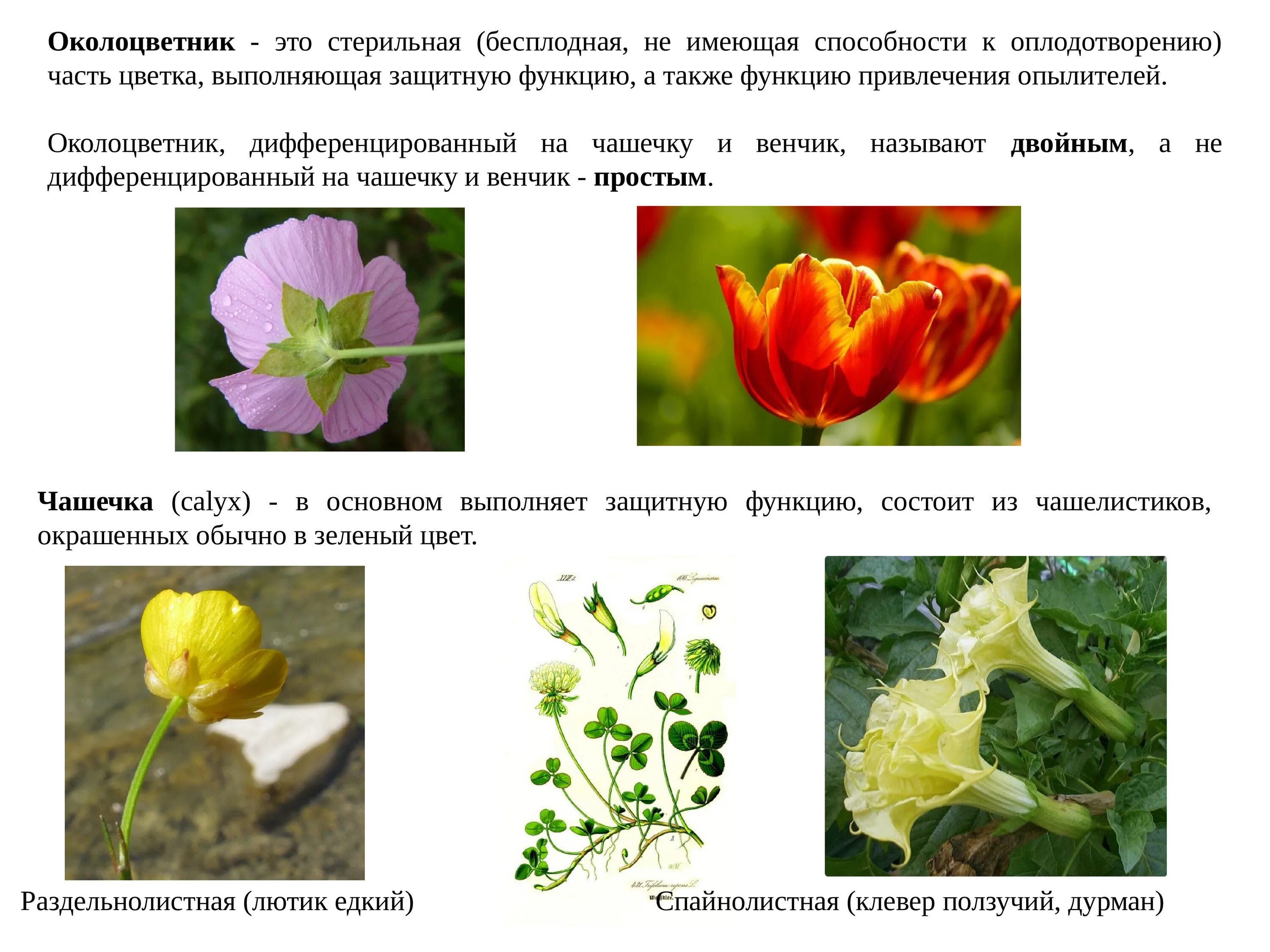 Какую функцию выполняет венчик у растений
