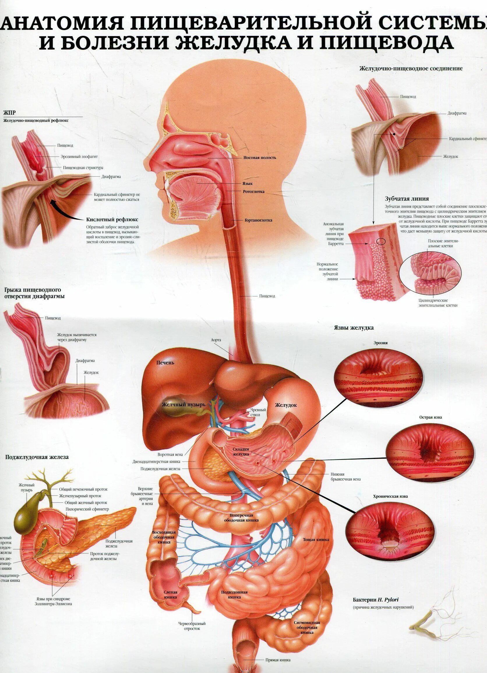 Купить пищевод. Анатомия желудочно-кишечного тракта. Анатомия человека ЖКТ И пищеварение. Болезни пищеварительной системы плакат. Плакат анатомия пищеварительного тракта.