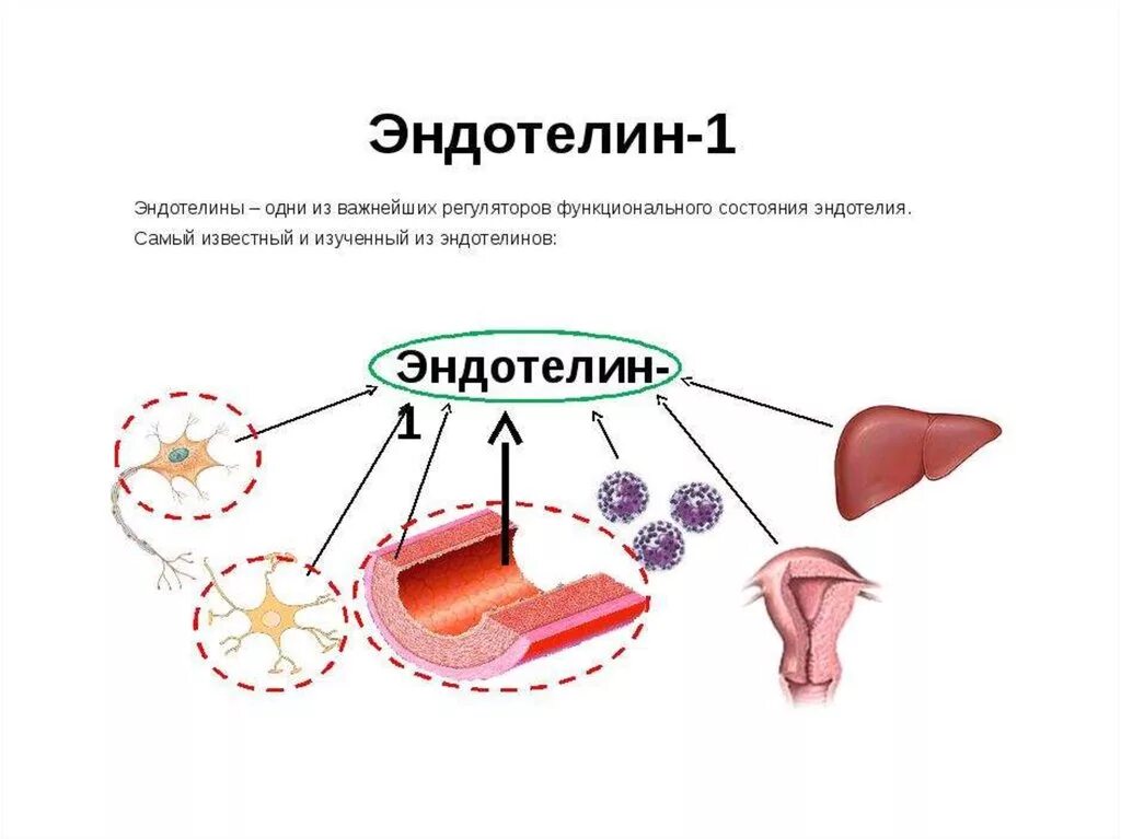 Высокий эндотелий