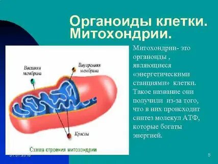 Энергетическими станциями клеток называют