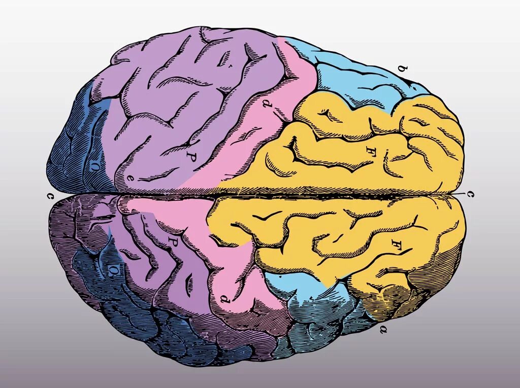 Симметричный мозг человека. Симметрия мозга человека. Мозг вектор.