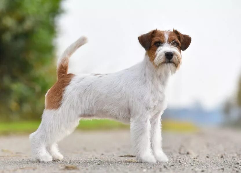 Джек-рассел-терьер жестко шорстный. Джек-рассел-терьер брокен. Джек-рассел-терьер жесткошерстный. Рассел терьер жесткошерстный. Джек рассел терьер жеско шорстный.