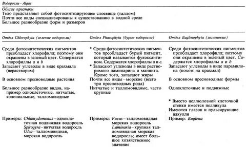 Классификация водорослей 7 класс биология
