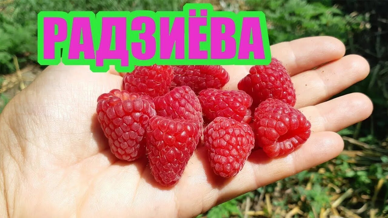 Саженец малины ремонтантной сорта Геракл С4/1-лет - цена в Орске, купить в интер