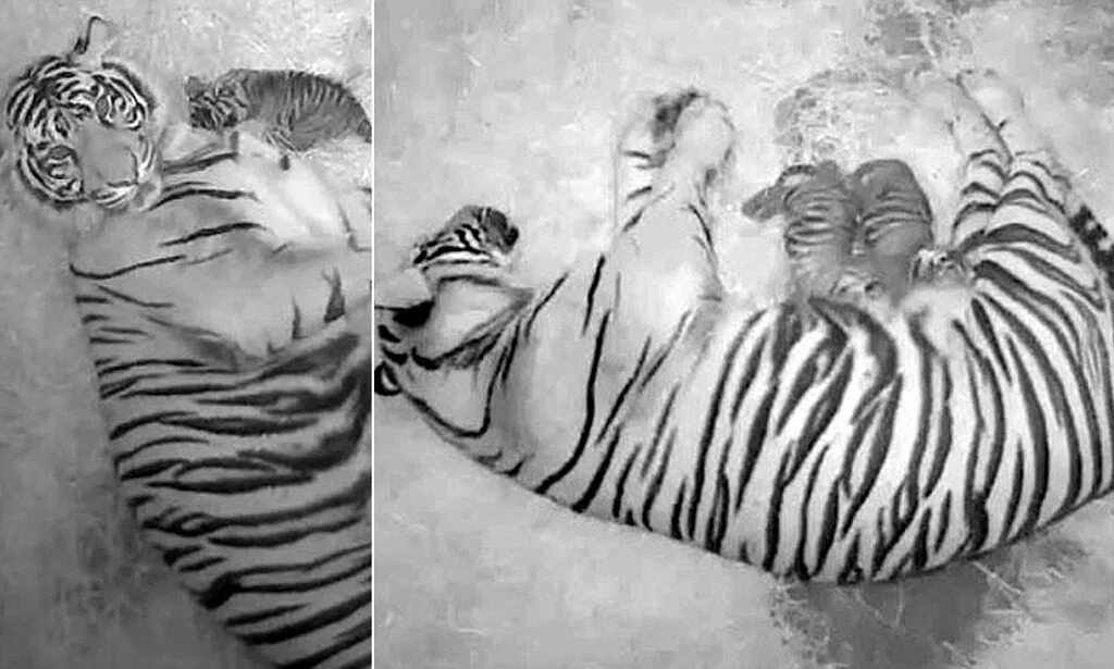 Мужчина рожденный тигр. Сколько котят рожает тигрица. Покажи как рожают тигры. Сколько тигрица может родить детей.