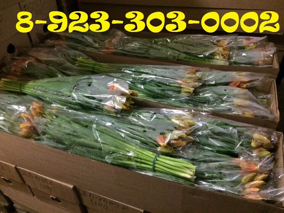 При какой температуре хранить тюльпаны для продажи. Тюльпаны в ящике. Упаковка и хранение тюльпана. Тюльпаны на складе. Упаковка цветов для транспортировки.