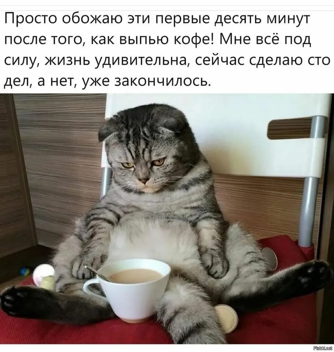Странное сегодня утро. Веселые картинки с добрым утром. вот так просыпаешься утром и сразу понимаешь что нуждаешься в улыбке. вот так просыпаешься утром. юмористические картинки с добрым утром.