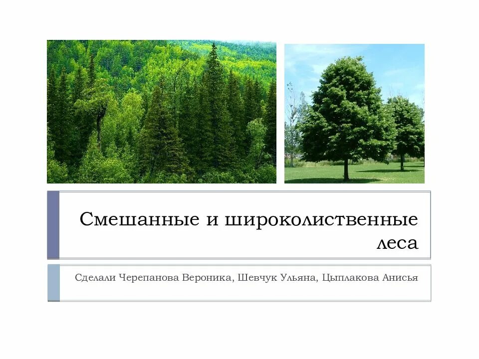 Урок 8 класс смешанные и широколиственные леса. Смешанные и широколиственные леса. смешанные и широколиственные леса презентация. зона смешанных и широколиственных лесов презентация. смешанные леса и широколиственные леса презентация.
