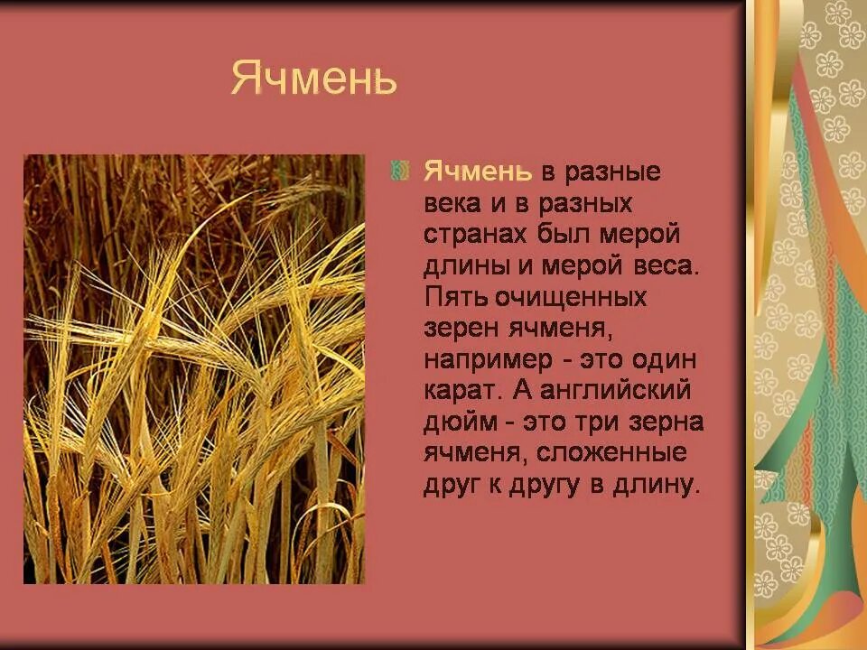 Сообщение о культуре 2 класс. Зерновые культуры 2 класс. ячмень культурное растение. доклад на тему зерновые культуры. проект на тему зерновые культуры.