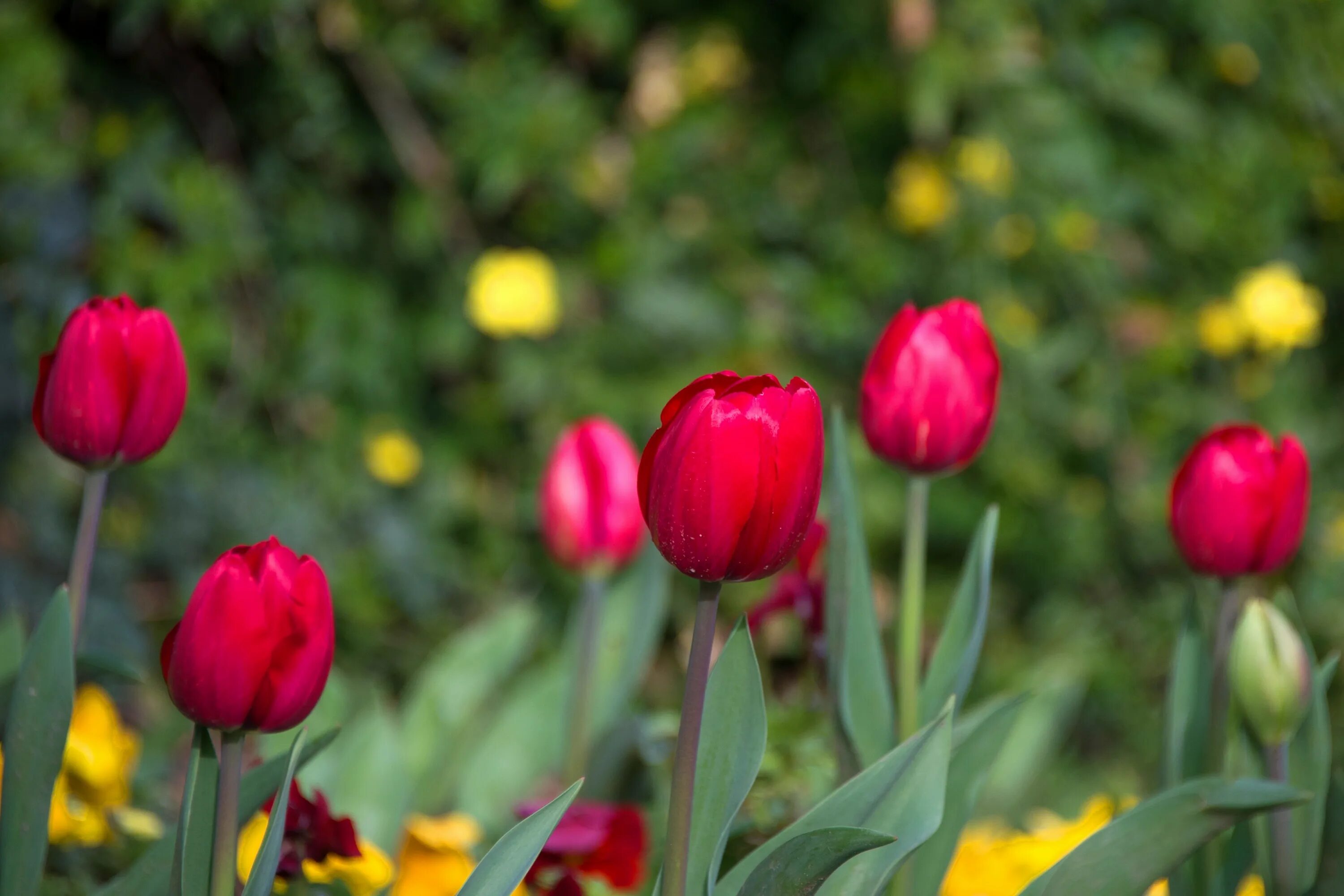 Сочинские тюльпаны. Сочинских тюльпанов сорта. Тюльпаны сочи. Тюльпаны сочи. Тюльпан урал.