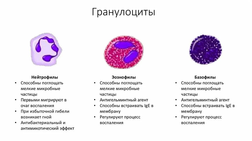 Иммунные клетки макрофаги. Т лимфоциты макрофаги в лимфоциты фагоциты. Лейкоциты виды лейкоцитов. Моноцитарные фагоциты. Лимфоциты 3д.