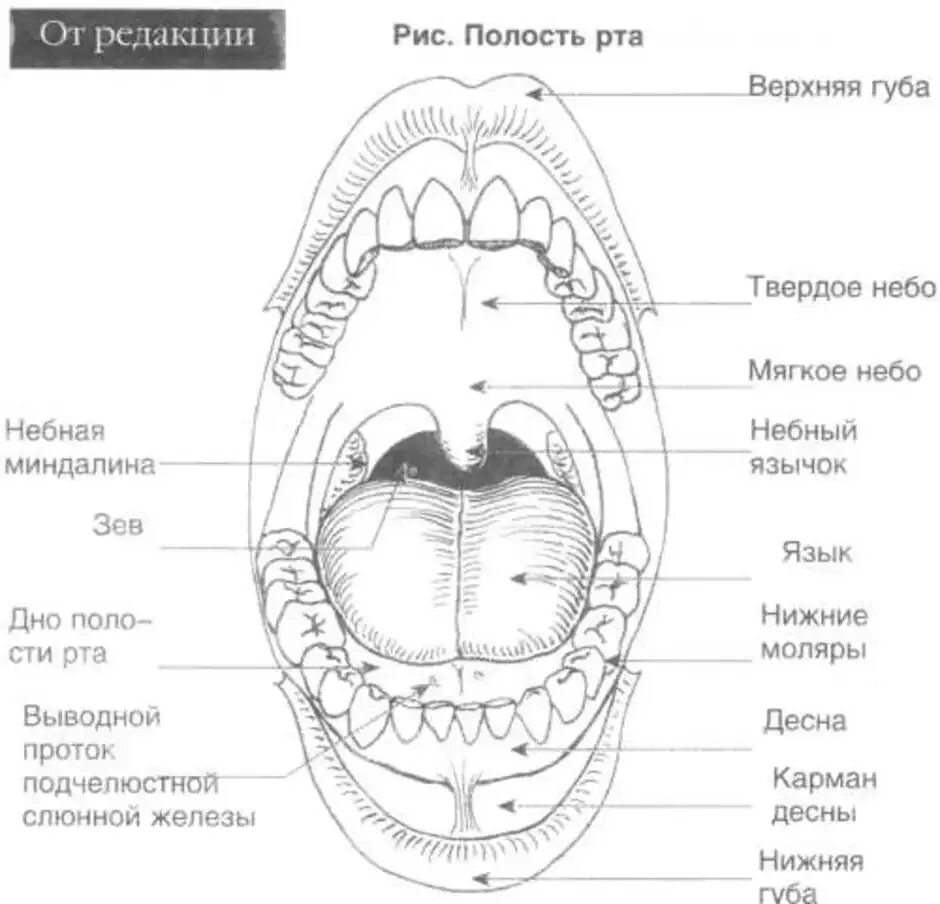 Отверстия полости рта. Строение ротовой полости схема. Полость рта строение вид спереди. Схема ротовой полости при фарингоскопии. Ротовая полость строение анатомия.