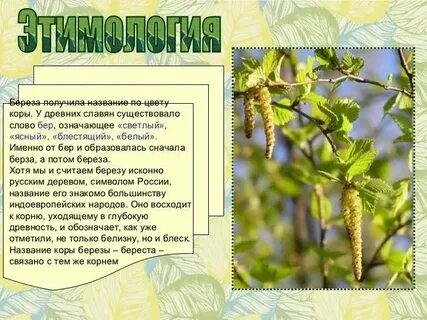Переносное значение слова береза