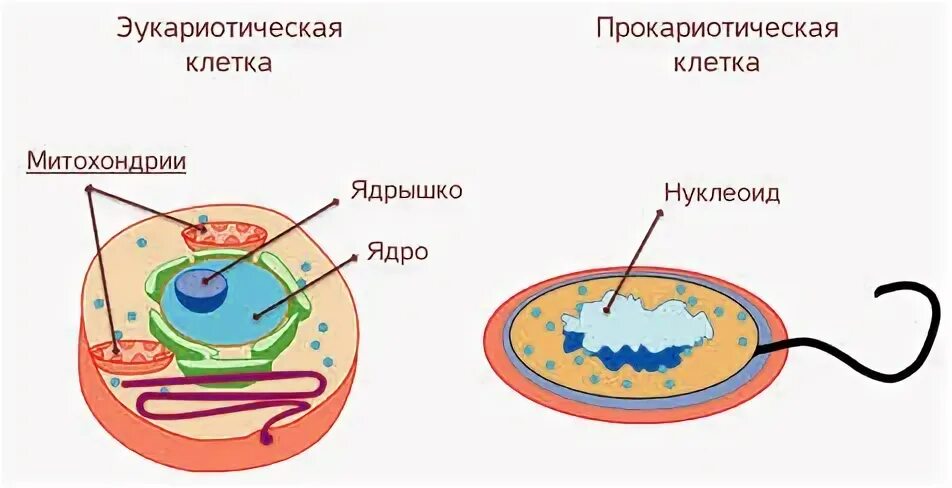 Типы движения клеток