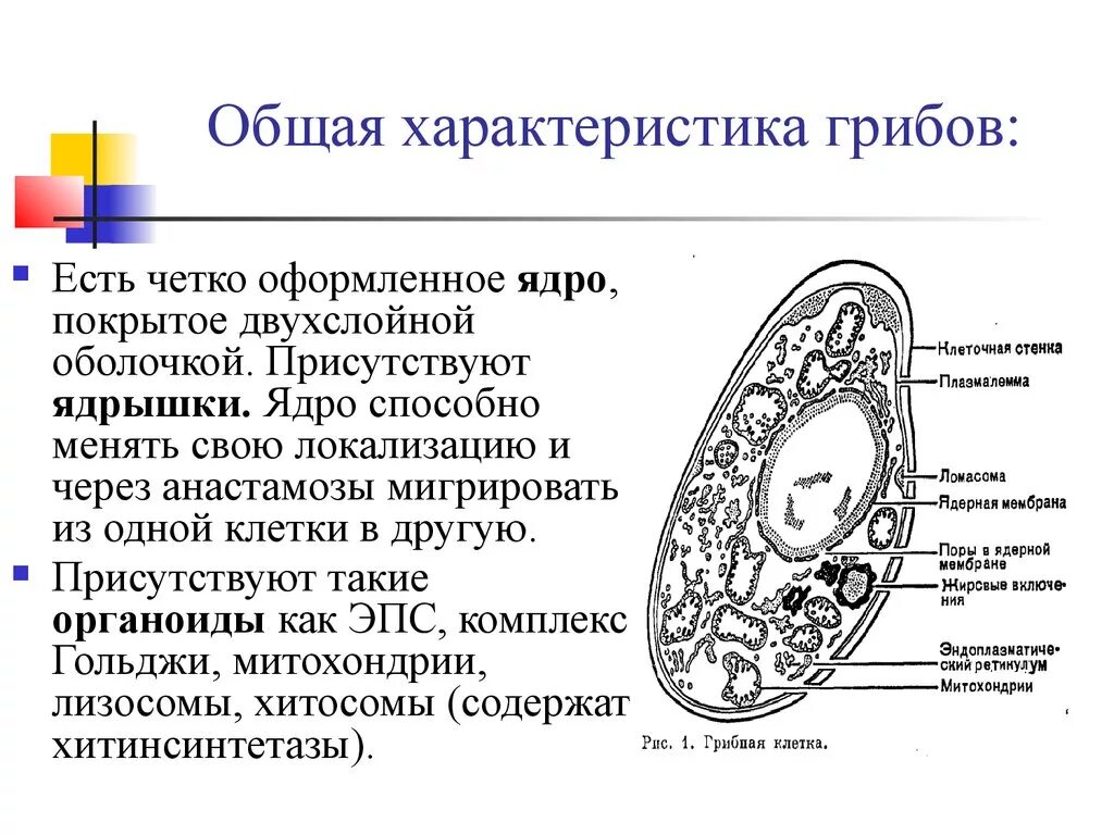 Грибные клетки покрыты снаружи клеточными. Органоиды грибной клетки строение. Грибная клетка строение органеллы. Органеллы грибной клетки микробиология. Клеточное строение гриба.