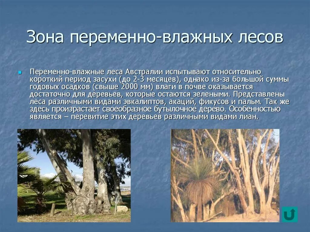 Переменно влажные растительность. Переменно влажные муссонные леса растительность. климат переменно влажных лесов. растения переменно влажных муссонных лесов. характеристика переменно влажных лесов.