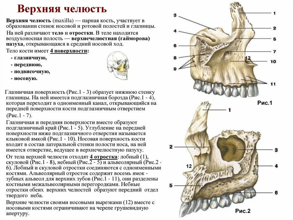 Анатомия верхнечелюстной кости. Строение верхней челюсти на латыни. Строение верхнечелюстной кости черепа человека. Подвисочная поверхность верхней челюсти.