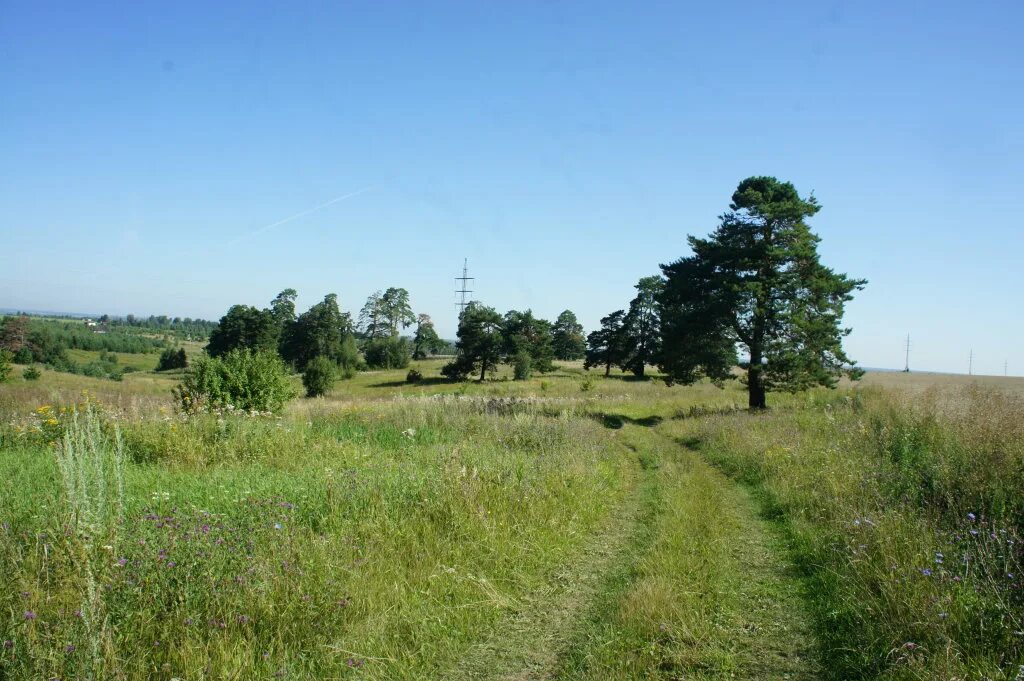 село пущино. село пущино. снт урожай рязань пущино. пущино природа. пущино лес.