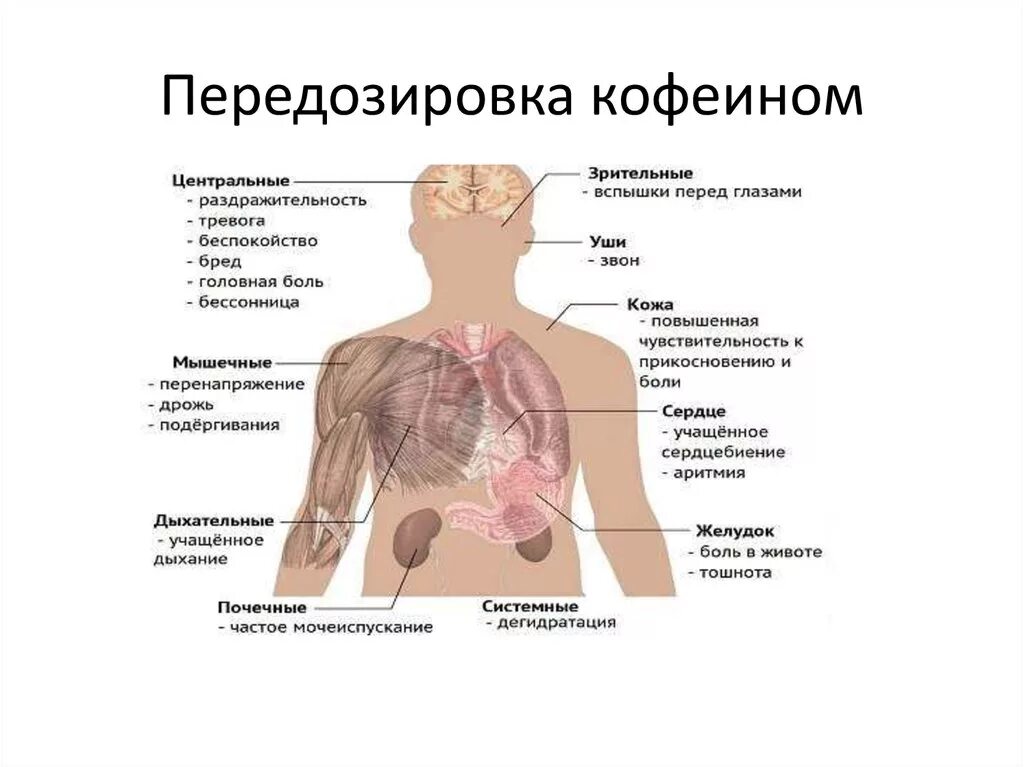 Передозировка кофеином симптомы. Влияние кофеина на организм человека. Симптомы передоза кофеина. Признаки передоза кофеином. Синдром кофеина