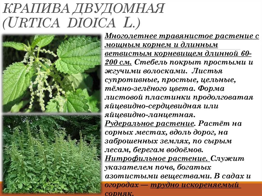 Крапива коноплевая (Urtica cannabina).. Крапива (Urtica dioica). Крапива двудомная (Urtíca dióica). Крапива двудомная (Urtica dioica) ареал.