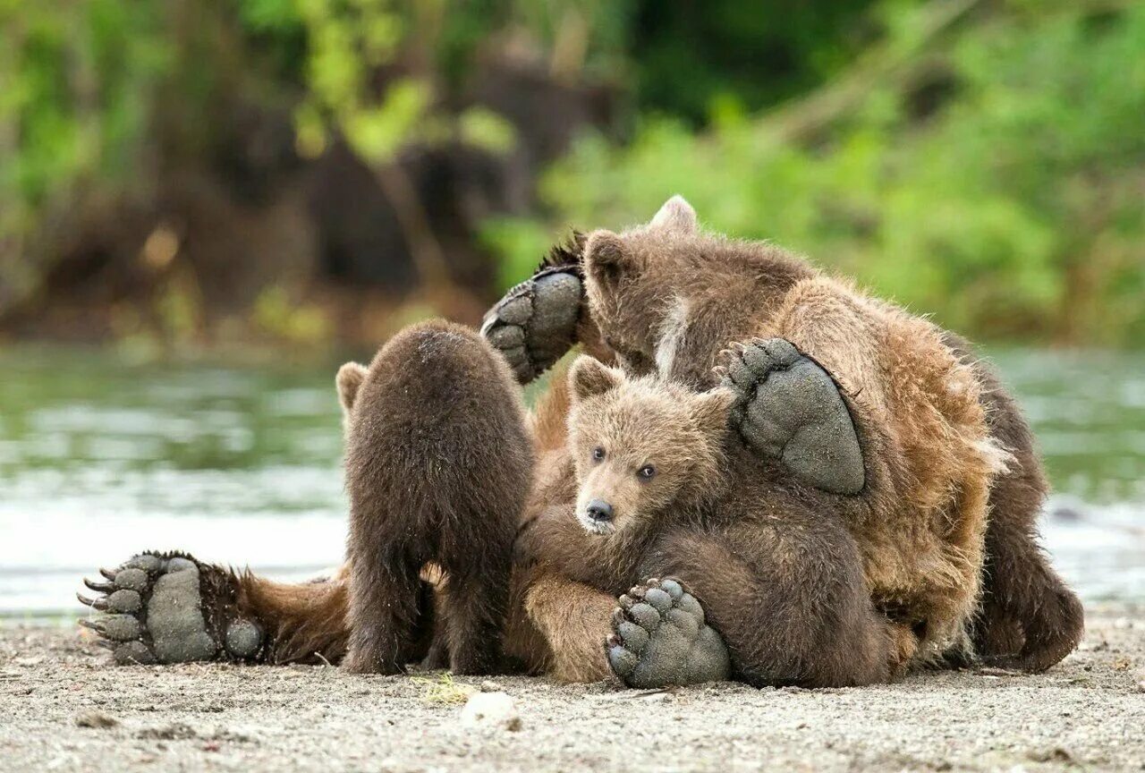 Медведь умывается. Забавный медведь. Медвежонок. Медвеженок. Медведь в дикой природе.