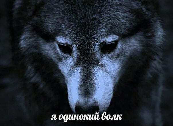 Волк одиночка. Одинокий волк. Волк всегда одинок. Волк одиночество. Одинокий волк лучшие песни