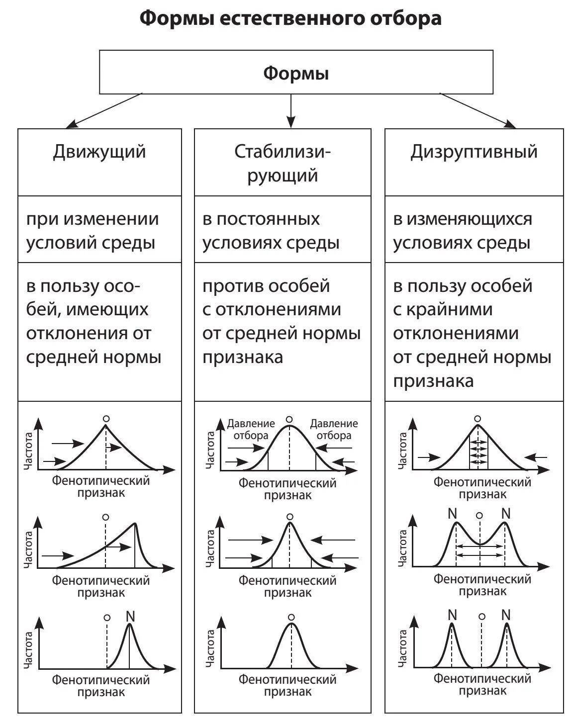 Формы естественного отбора таблица по биологии 11 класс. Стабилизирующий движущий и дизруптивный отбор. Схема естественного отбора движущий стабилизирующий дизруптивный. Движущий стабилизирующий дизруптивный отбор таблица. Естественный отбор характеристика и примеры