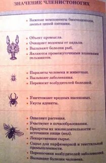Функции членистоногих