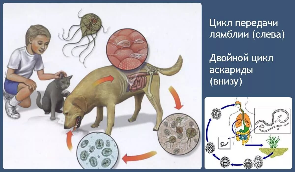 Откуда берутся черви. Лямблии переносчики болезней. Паразиты лямблии в организме. Пути передачи лямблиоза. Протозойные инфекции лямблиоз.