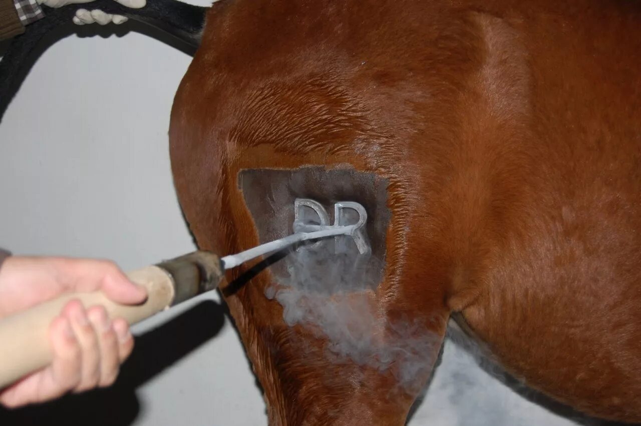 Тавро для холодного таврения. Бирки для мечения крс. Выжигают клеймо на животном. Холодное таврение лошадей. Выжигают клеймо на животном.
