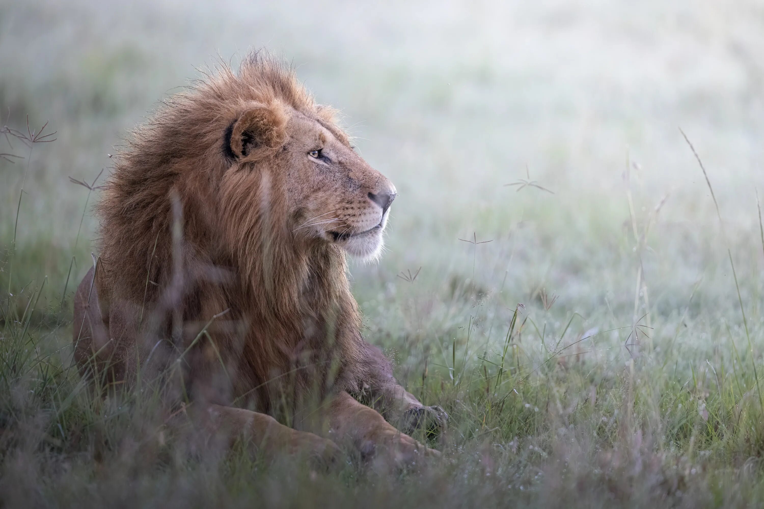 Лев это дикое животное. Лев фото. Хищные животные. Лев дикое животное. Хищные животные Лев.