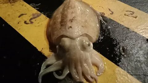 Каракатица ленинакан