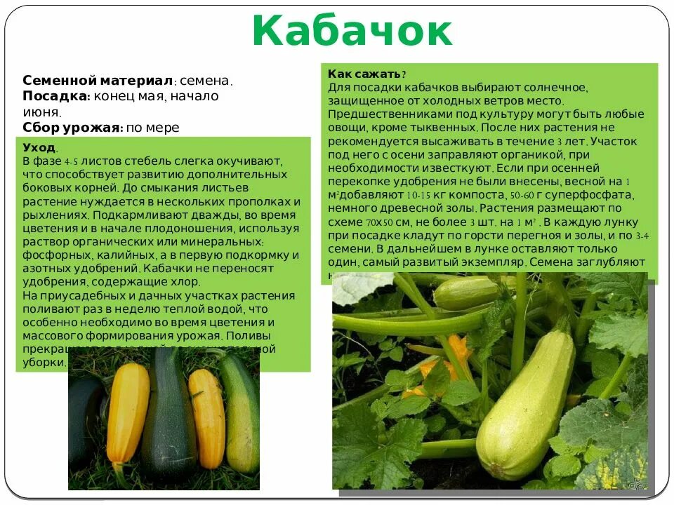 Сколько хранится кабачок