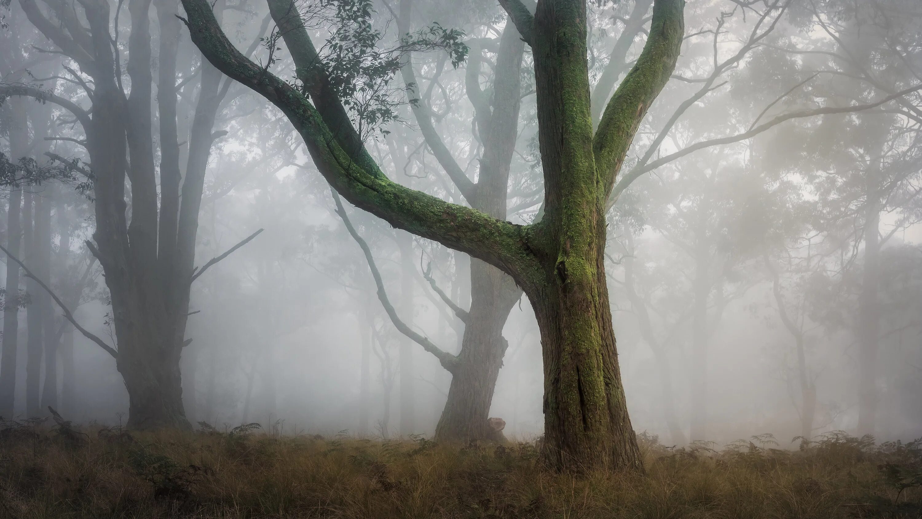 Ветвь туманного дерева. Мрачное дерево. Стволы деревьев в тумане. Мистический лес туман. Ветки в тумане.