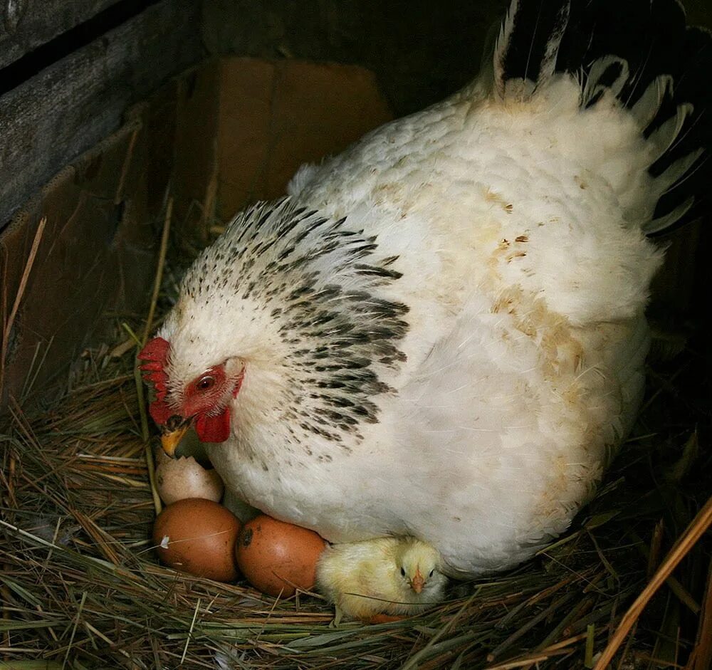 Цыплята под курицей