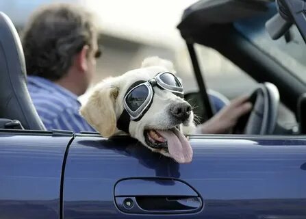 Dog lets go