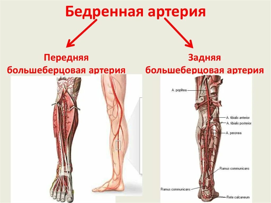 Большеберцовая артерия. Задняя большеберцовая артерия расположена. артерии нижней конечности сзади. задняя большеберцовая артерия топография. задняя большеберцовая артерия анатомия.