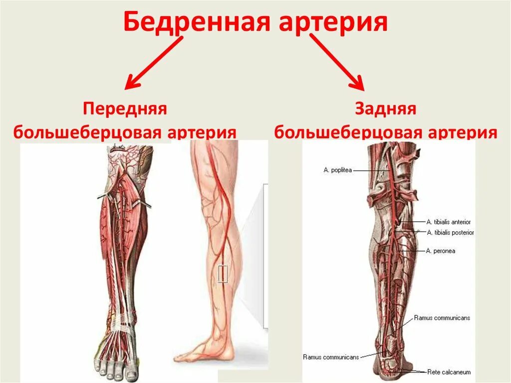 Передняя большеберцовая артерия (a. Tibialis anterior):. Задняя большеберцовая артерия расположена. Задняя большеберцовая артерия топография. Заднюю большеберцовую артерию в области голени. Артерии нижней конечности бедренная