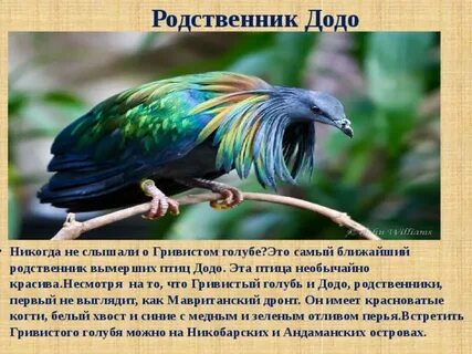 Родственники птиц