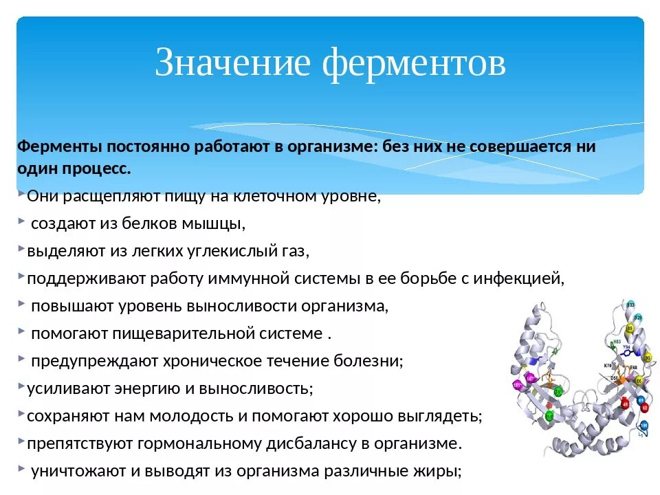 Каково значение в организме. Биологическое значение ферментов. Ферменты их значение в организме. Роль ферментов в организме человека кратко. Биологическая роль ферментов биохимия.