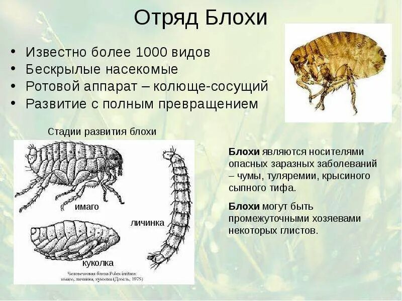 Блоха к какой среде обитания относится. Отряд блохи общая характеристика. характеристика отряда блохи. специфические переносчики отряда &quot;блохи&quot;. блоха тип класс отряд.