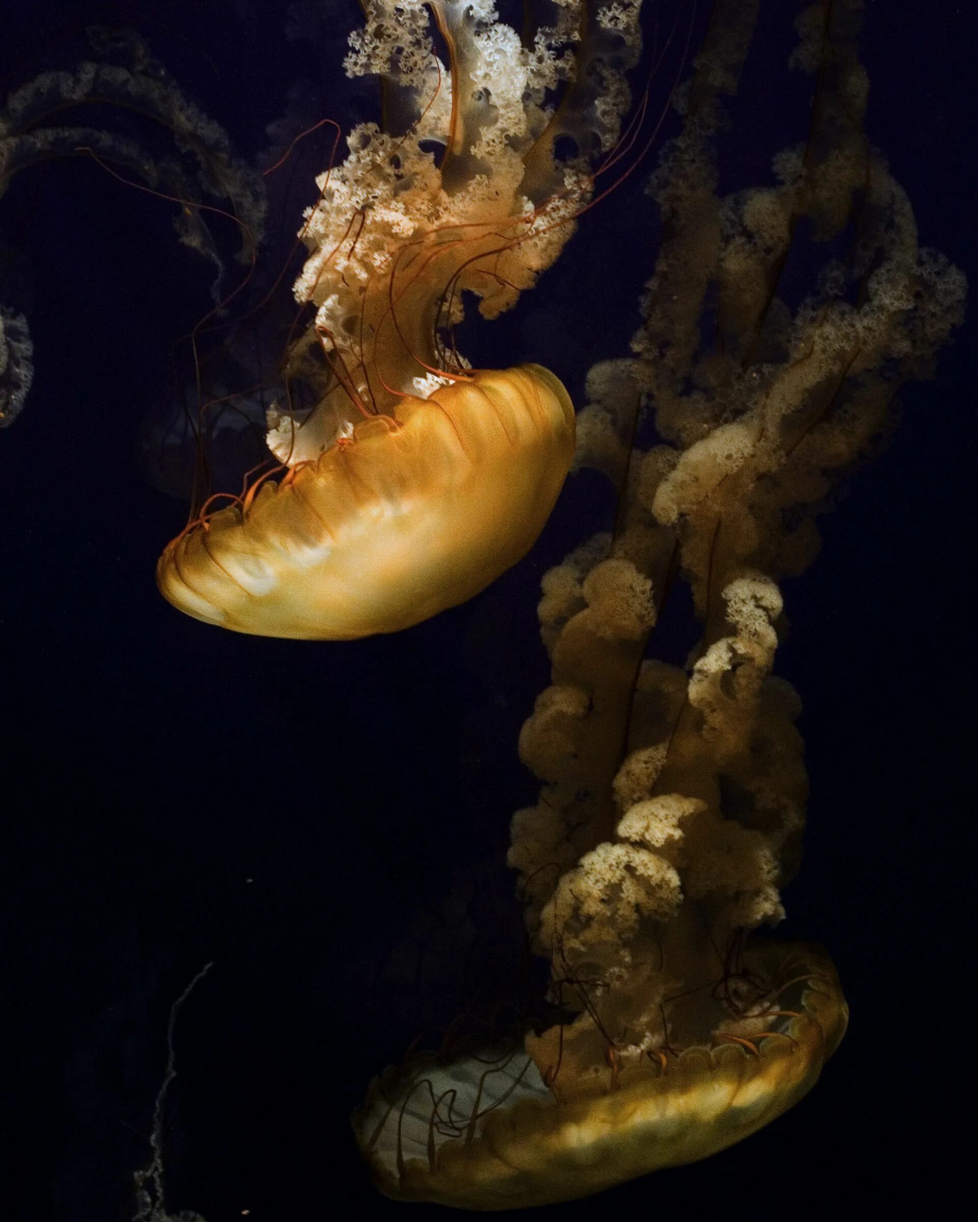 Спрут осьминог. Медуза и каракатица. Медуза" / octopus jellyfish. Крабы и медузы. Спрут осьминог.