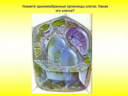 Правая клетка