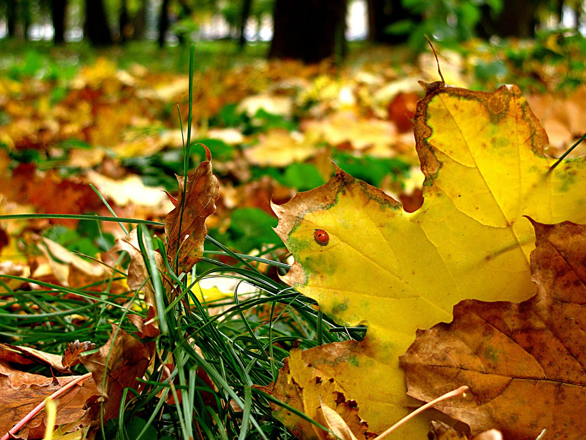 Листва деревьев. Осень ветер. Осенний ветер. Пожухшие листья. Начало осени листья.