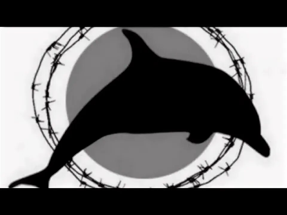 Черный Дельфин. Черные дельфины группа. Черный Дельфин схема.