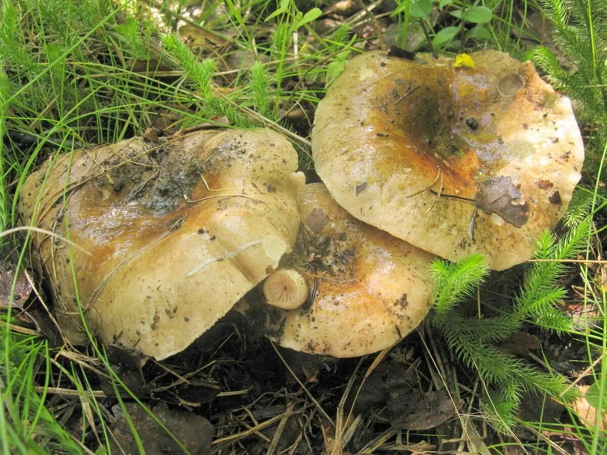 Подгруздок черный (Russula adusta) фото и описание