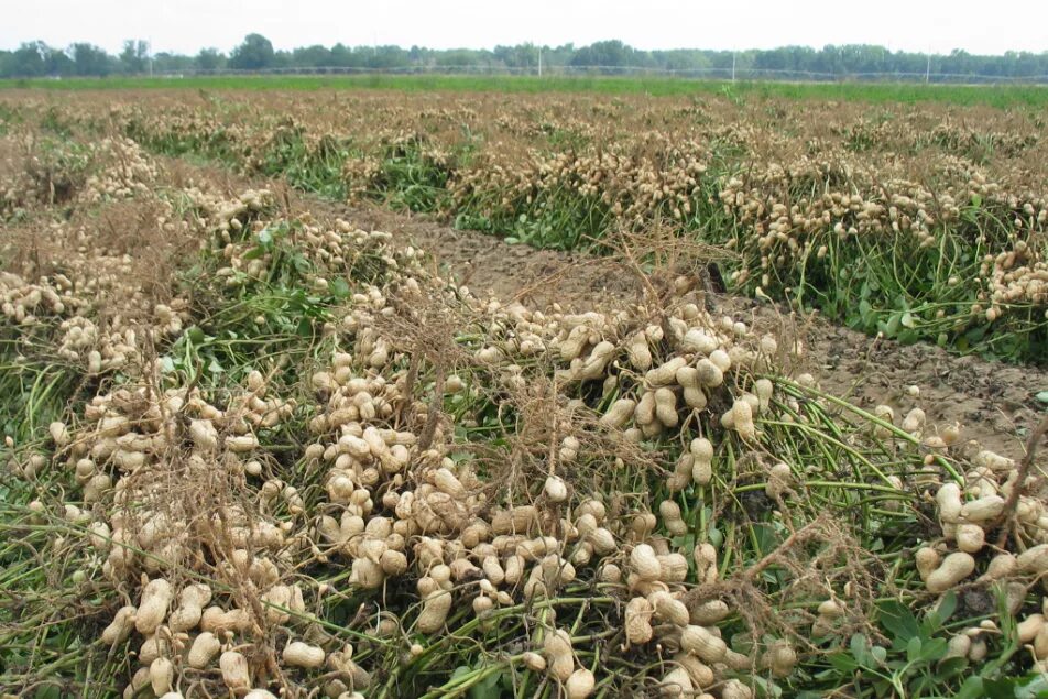 Арахис культурный(земляной орех) престиж ц. Какой земляной. Арахис спэниш. Когда выкапывают земляной орех. Чуфа-земляной орех.